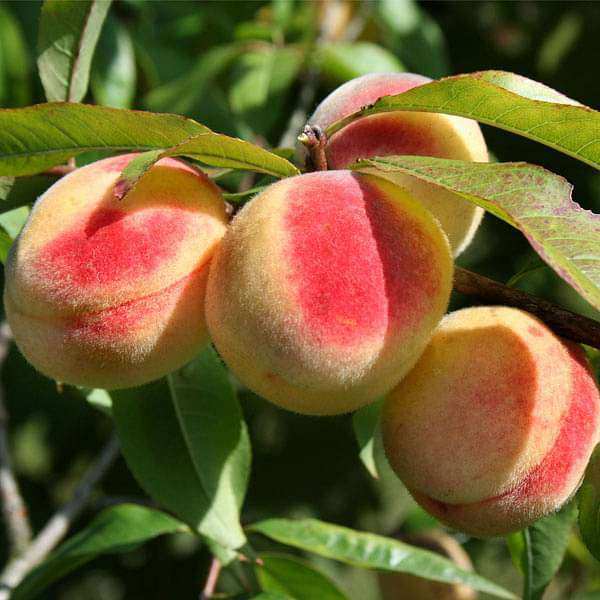 Prunus Persica California Peach Cuttings - 7 Live 6" Starter Plants (Bare Root)