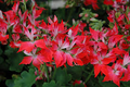 Geranium Pelargonium 'Fireworks Red' – 3 Live 6" Unrooted Cuttings