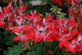 Geranium Pelargonium 'Fireworks Red' – 3 Live 6" Unrooted Cuttings