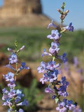 Penstemon Angustifolius Seeds - Narrowleaf Penstemon (100 mg) Drought-Tolerant Native Wildflower