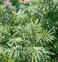 Black Mint Huacatay Seeds (Tagetes minuta) – Heirloom, Fragrant & Flavorful, 100mg