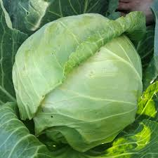 500 Copenhagen Market Cabbage Seeds – Heirloom, Early-Maturing, Compact 3-4 lb Heads