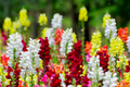Cinderella Snapdragon Seeds (Antirrhinum majus) - 1000+ Seeds