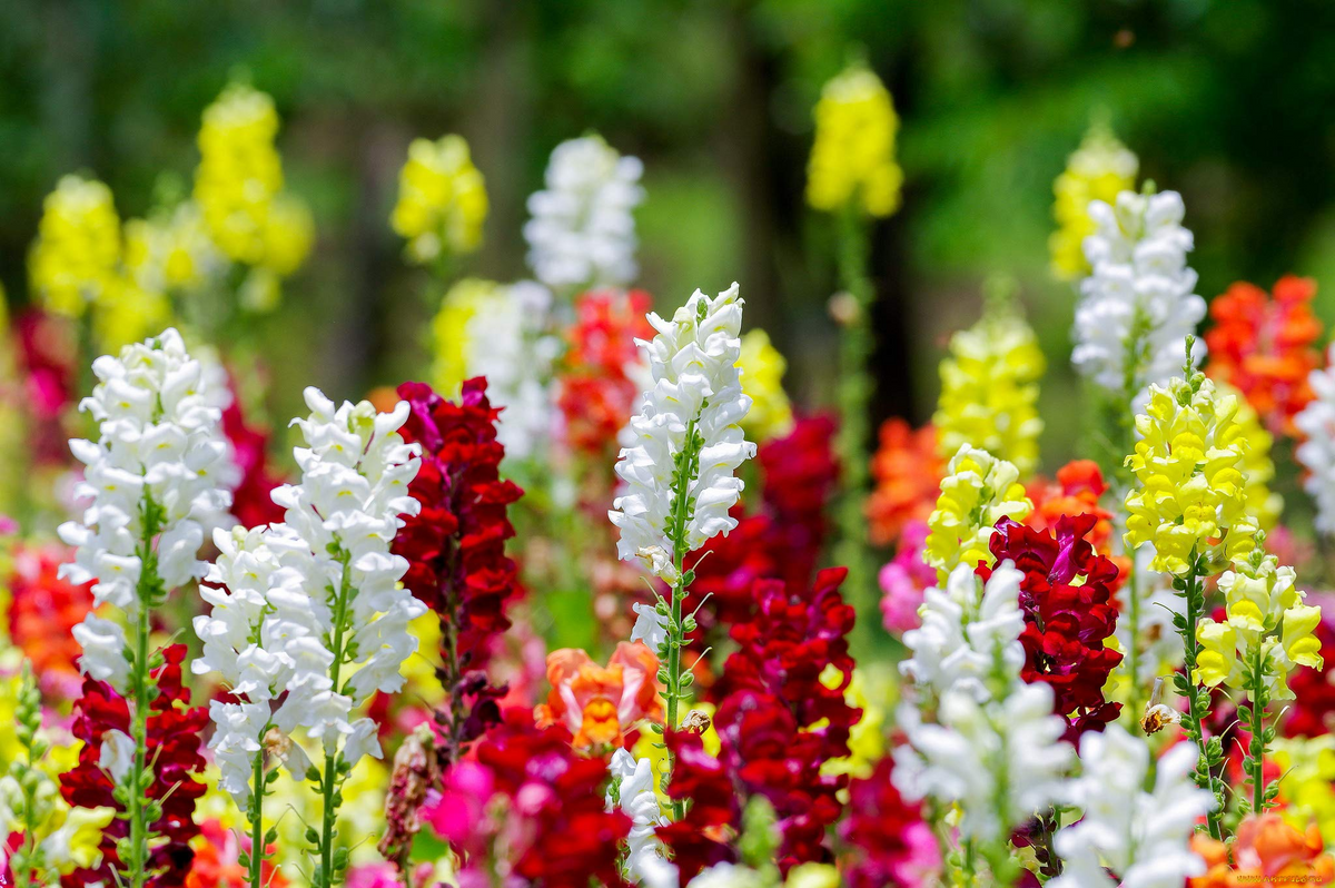Cinderella Snapdragon Seeds (Antirrhinum majus) - 1000+ Seeds