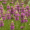 Lemon Mint Monarda Citriodora Seeds - 2000 Seeds for Tea, Culinary Use & Pollinator Gardens