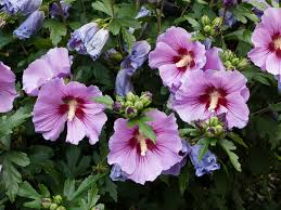 Rose of Sharon Seedlings - Hibiscus syriacus Starter Plant for Outdoor Gardens