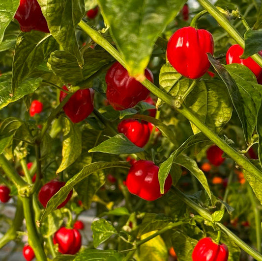 Red Habanero Pepper Seeds – Capsicum chinense, Fiery Heirloom Chili (20 Seeds)