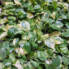 Philodendron Burle Marx Live Rooted Plant - Bare Root Tropical Indoor Houseplant