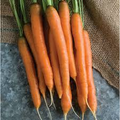 Mokum Carrot Seeds - 1000+ Early Maturing Hybrid, Sweet Crisp 6-8" Roots