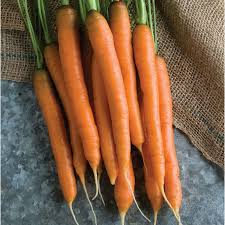 Mokum Carrot Seeds - 1000+ Early Maturing Hybrid, Sweet Crisp 6-8" Roots