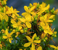 Hypericum punctatum Seeds | Dotted St. John's Wort Native Perennial Wildflower - 500 Seeds