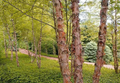 Copper/River Birch Betula nigra Bare Root Tree - 2-3 ft, Ornamental Shade Tree