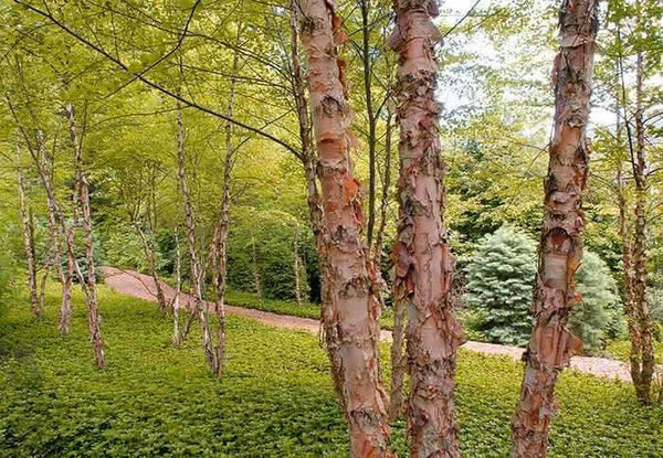 Copper/River Birch Betula nigra Bare Root Tree - 2-3 ft, Ornamental Shade Tree