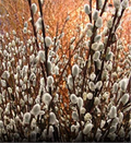 Pussy Willow Cuttings (Salix discolor) — 10 Unrooted Fresh Cuttings