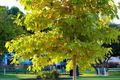 American Sycamore Tree Starter Plant - Platanus occidentalis, Bare Root 2-3 ft, Zones 3-9