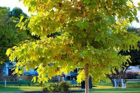 American Sycamore Tree Starter Plant - Platanus occidentalis, Bare Root 2-3 ft, Zones 3-9