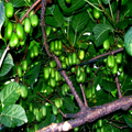 50 Issai Kiwi Seeds (Actinidia arguta) - Cold-Hardy Arctic Grape Kiwi Self-Fertile