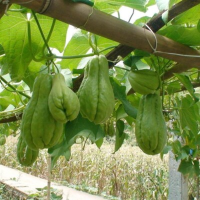 Chayote Squash (Mirliton) Sprouted Live Plant – 3 Starter Plants, Ready to Plant