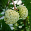 Sugar Apple Starter Plant Seedling (Annona squamosa) - 2-3’ Live Fruit Tree