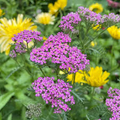 Yarrow Cerise Queen Seeds - Achillea millefolium (500 Seeds) Non-GMO, Pollinator Friendly