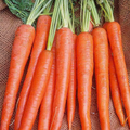 300 Imperator Carrot Seeds - Heirloom Daucus carota, Long 9" Roots, Sweet Crisp for Juicing
