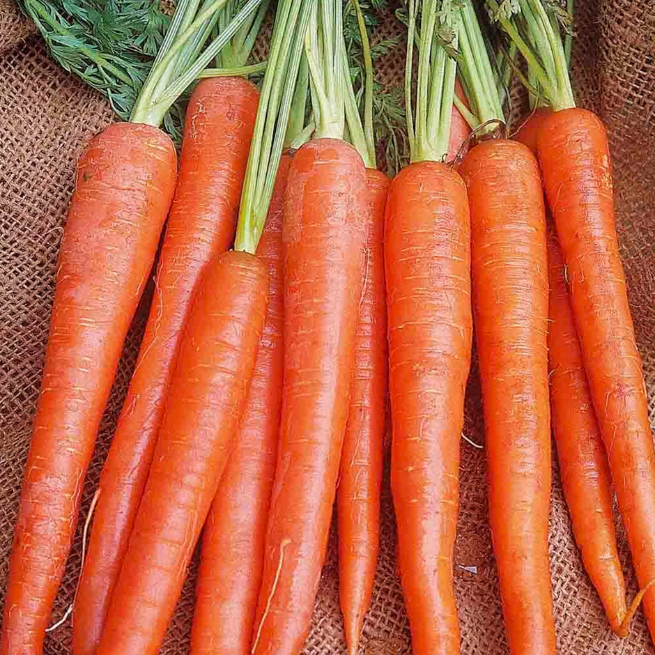 300 Imperator Carrot Seeds - Heirloom Daucus carota, Long 9" Roots, Sweet Crisp for Juicing