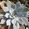 Echeveria cante (White Cloud) Live Succulent - Starter Plant, 6-12" Tall