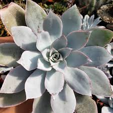 Echeveria cante (White Cloud) Live Succulent - Starter Plant, 6-12" Tall