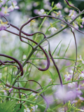 Dragon's Tail Radish Seeds - 500+ Heirloom Edible Purple Pods, Spicy & Crisp