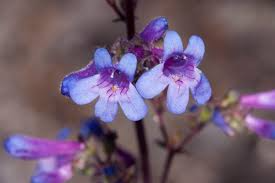 Penstemon humilis (Low Beardtongue) Seeds - Blue to Violet, Drought-Tolerant, Pollinator-Friendly