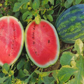 Sweet Watermelon Seeds - Citrullus lanatus | Large, Juicy Heirloom Fruit (25 seeds)