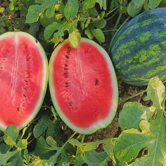 Sweet Watermelon Seeds - Citrullus lanatus | Large, Juicy Heirloom Fruit (25 seeds)