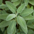 Sage Broadleaf Seeds (Salvia officinalis) - 30 Premium Organic Seeds for Culinary Use