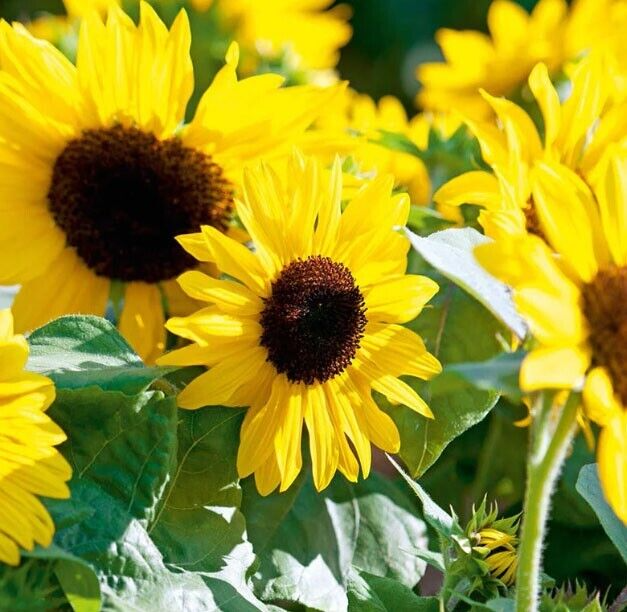 Sunflower Henry Wilde Yellow Seeds - 100 Premium Helianthus annuus, Non-GMO, Attracts Pollinators