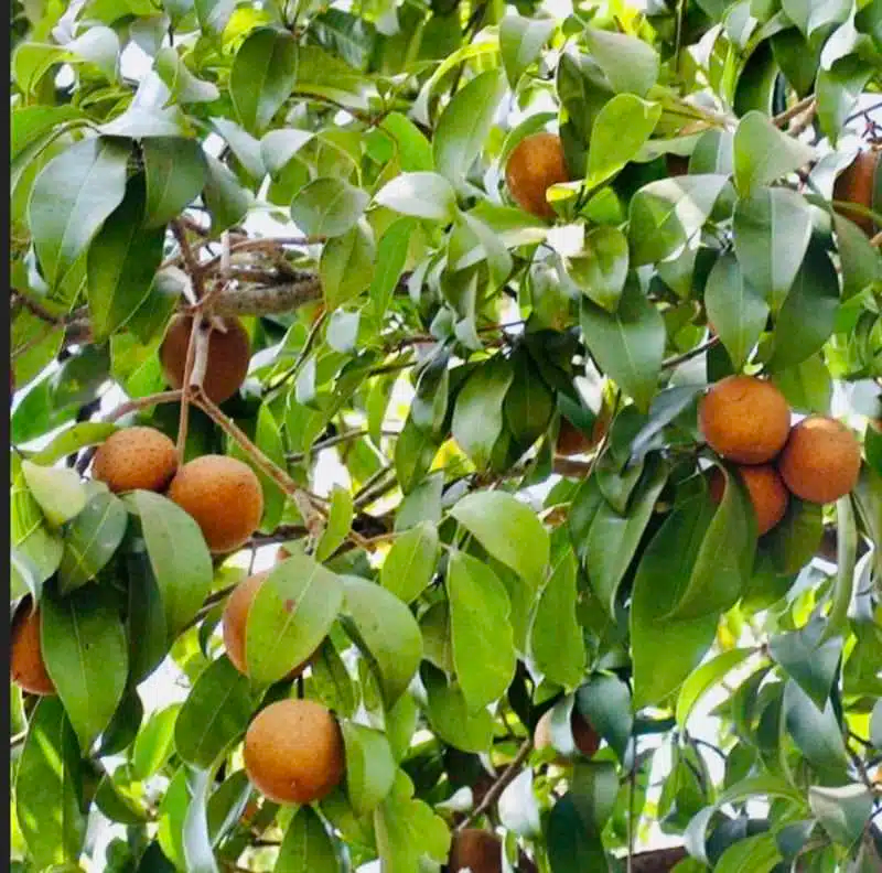 Grafted Sapodilla Tree (Manilkara zapota) - 12"-24" Starter Plant, Early Fruiting