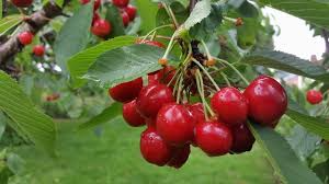 Merton Glory Cherry Seeds - White Cherry, Large, Juicy, 10+ Seeds (Fruit Seeds)