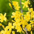 Jasminum Nudiflorum Winter Jasmine Vine - 7+ Fresh Cuttings, Unrooted 6-8"