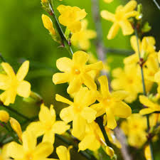 Jasminum Nudiflorum Winter Jasmine Vine - 7+ Fresh Cuttings, Unrooted 6-8"