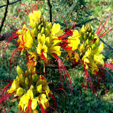 Caesalpinia gilliesii Seeds - Mexican Desert Yellow Bird of Paradise, 5 Seeds