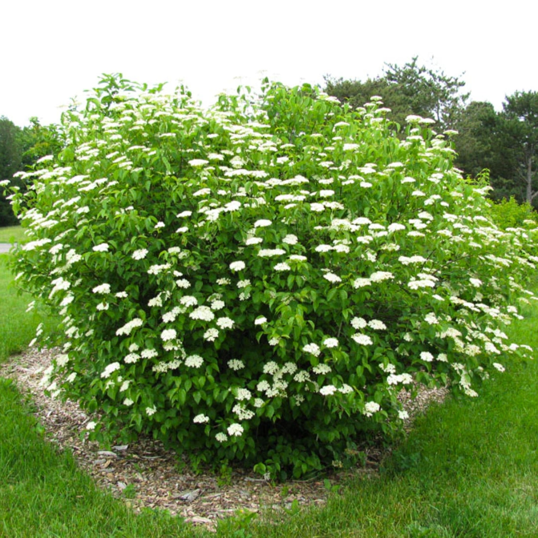 Arrowwood Viburnum (Viburnum dentatum) Bare Root Plant 12"-14"
