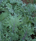 Red Russian Kale Seeds (500) – Brassica napus – Heirloom, Cold-Hardy, Fast-Growing