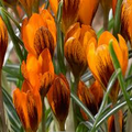 Crocus Orange Monarch Bulbs (5) – Golden Orange with Mahogany Red, Early Spring Bloomer