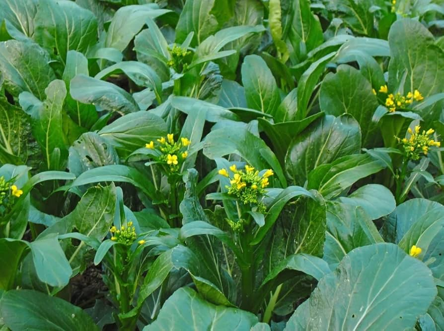 Yu Choy Sum Seeds 500mg (Brassica rapa) Flowering Jung Green - Heirloom Asian Greens