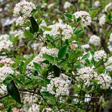 Arrowwood Viburnum Bush (Viburnum Dentatum) Bare Root Starter Plant – 15' Tall, White Flowers, Edible Blue-Black Fruit