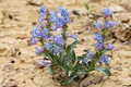 Waxleaf Penstemon Seeds (Penstemon nitidus) - 100mg for Planting, Native Wildflower