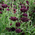 Cornflower Black Ball Seeds (Centaurea cyanus) - 400 Seeds, Purple Bachelor Button, Non-GMO, USA Grown