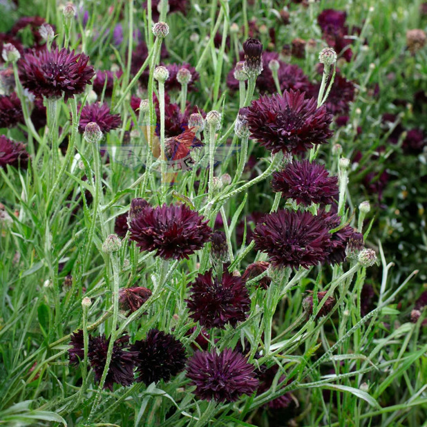 Cornflower Black Ball Seeds (Centaurea cyanus) - 400 Seeds, Purple Bachelor Button, Non-GMO, USA Grown