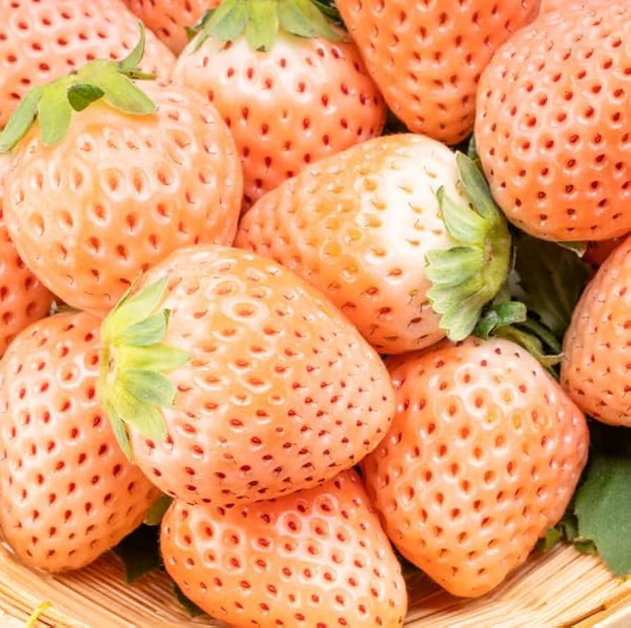 10 Bare-Root Pineapple Strawberry Plants (Fragaria × ananassa) – White Berries, Pineapple Flavor