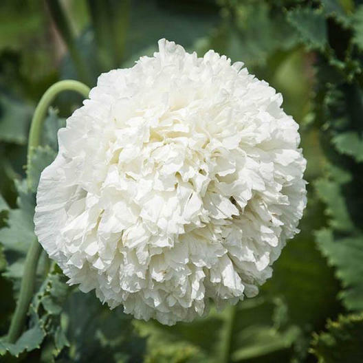 Poppy White Cloud - Papaver somniferum Seeds, 300 Seeds, Peony Double Blooms