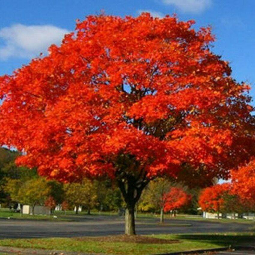 Northern Red Oak Tree (Quercus rubra) - Live Bare Root, 2-3 ft